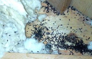contaminated attic insulation wildlife removal