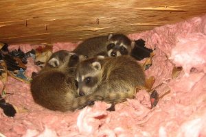 raccoon babies in attic