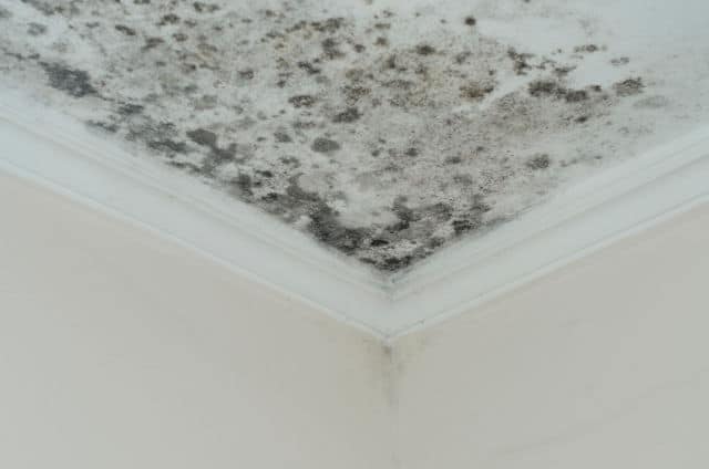 How to Get Rid of Mold on Wood in Attic
