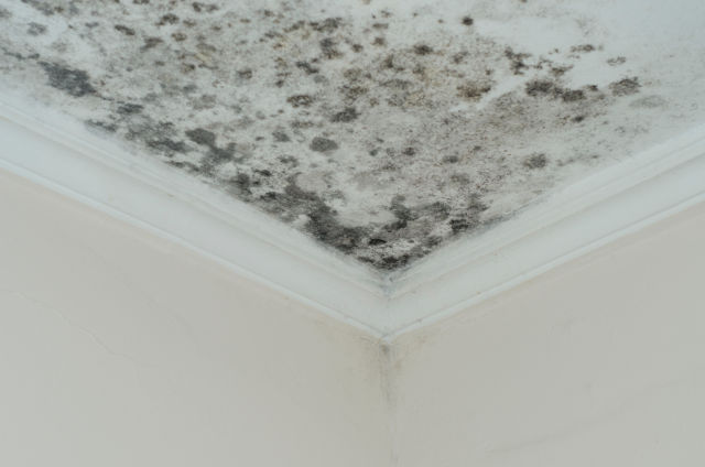 black mold removal toronto