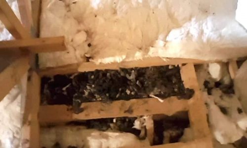 contaminated insulation with raccoon feces