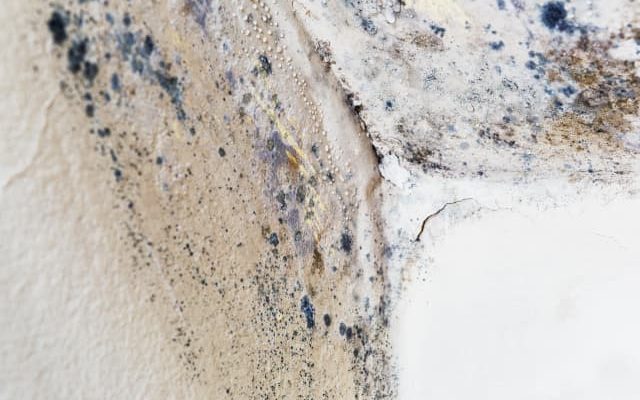 is-black-mold-in-attic-harmless Is Black Mold in Attic Harmless