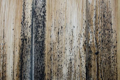 mold-remediation mold remediation